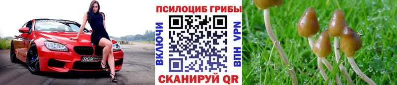 кракен сайт  Красноярск  Галлюциногенные грибы Cubensis 